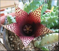 Tavaresia barklyi X Orfea variegata 1